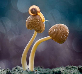 发手机号软件app